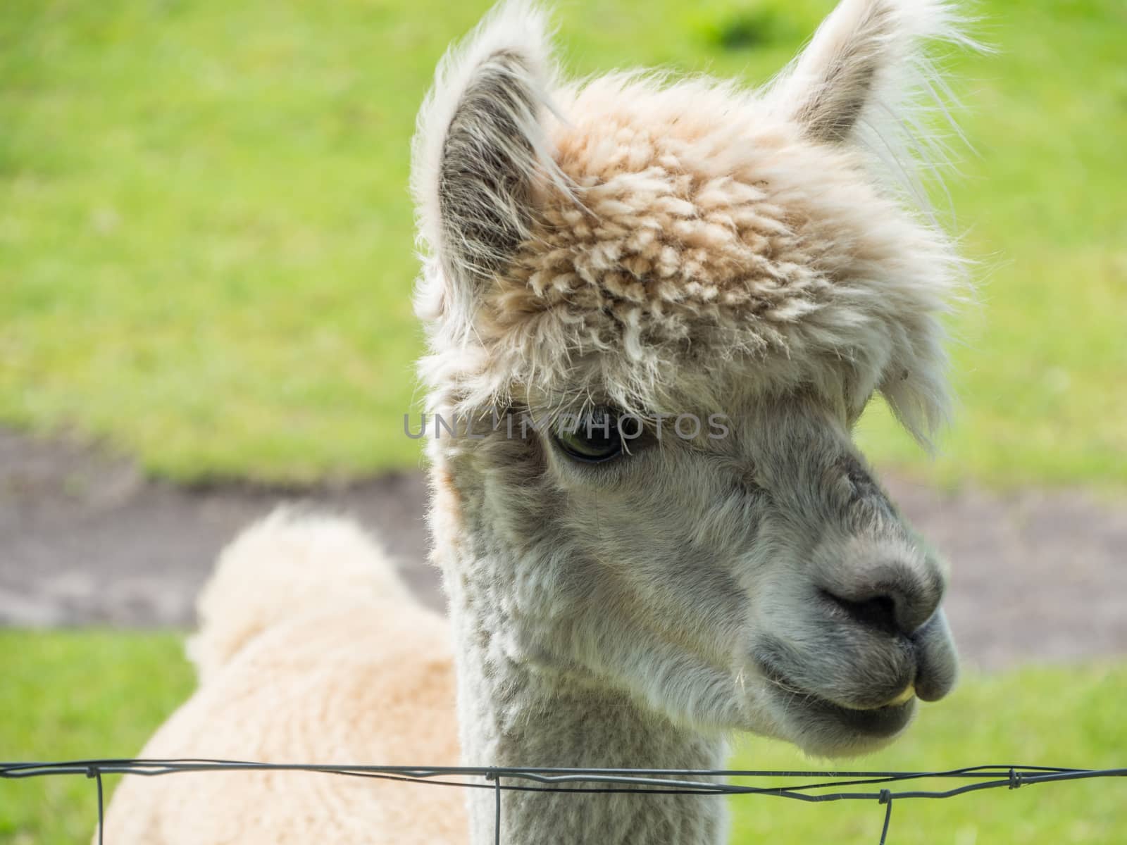 closeup of white alpaca by frankhoekzema