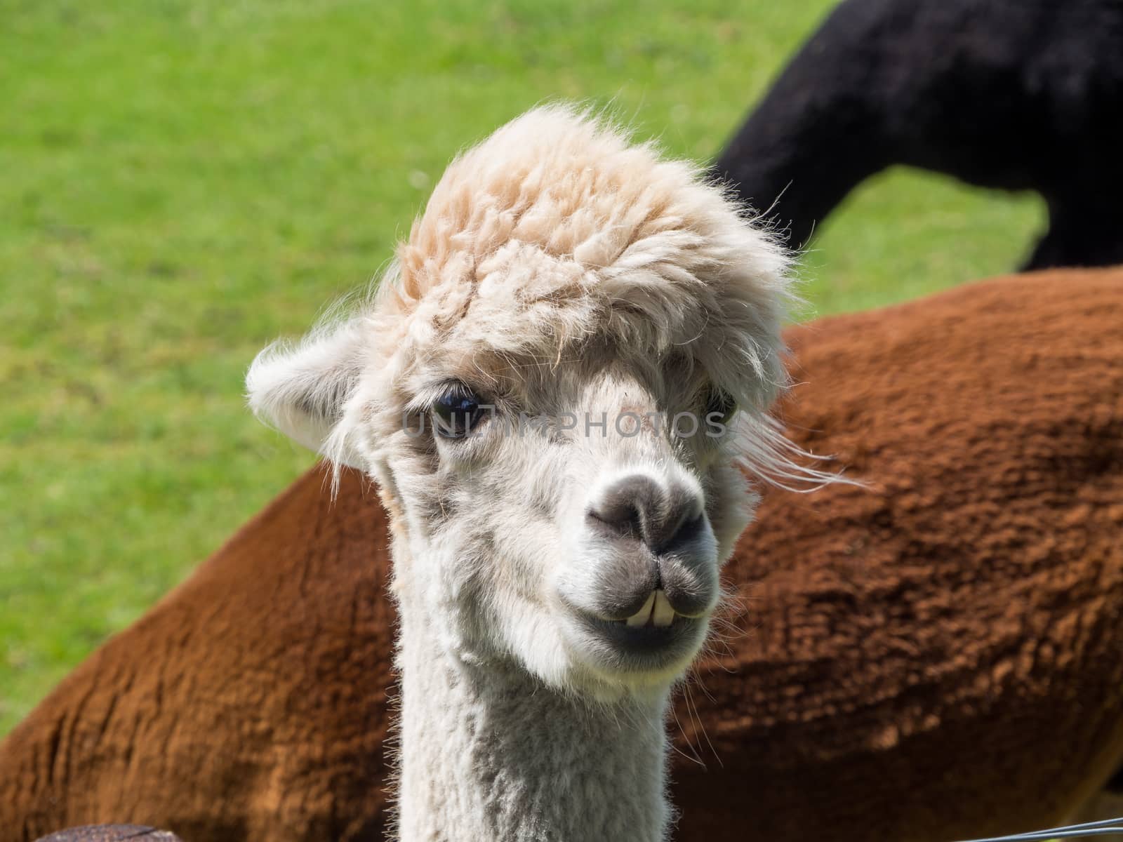 Closeup portrait of a white alpaca with black and brown animals in background