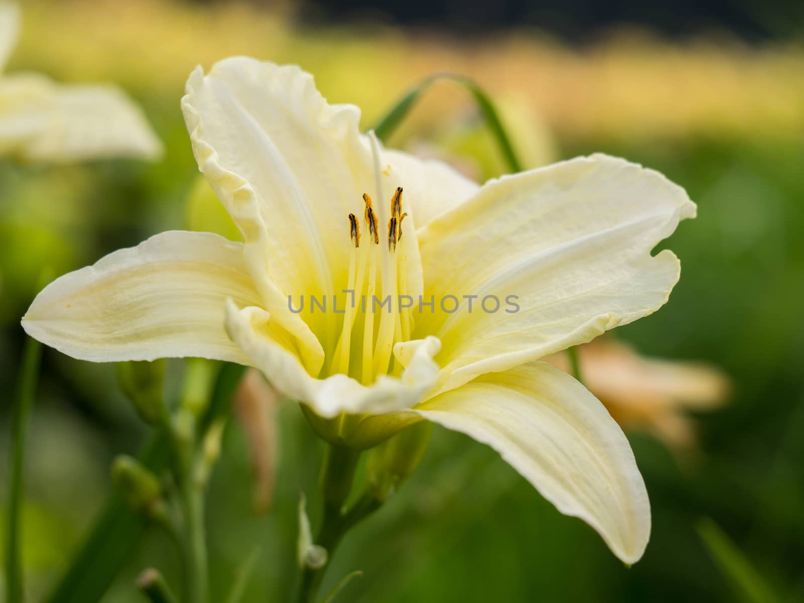 Closeup of a blooking yellow daylily ioslated from blurred background