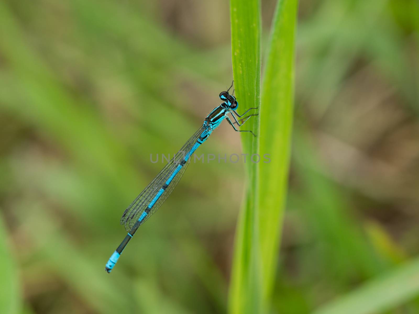 Closeup of a blue damselfly on side of grass