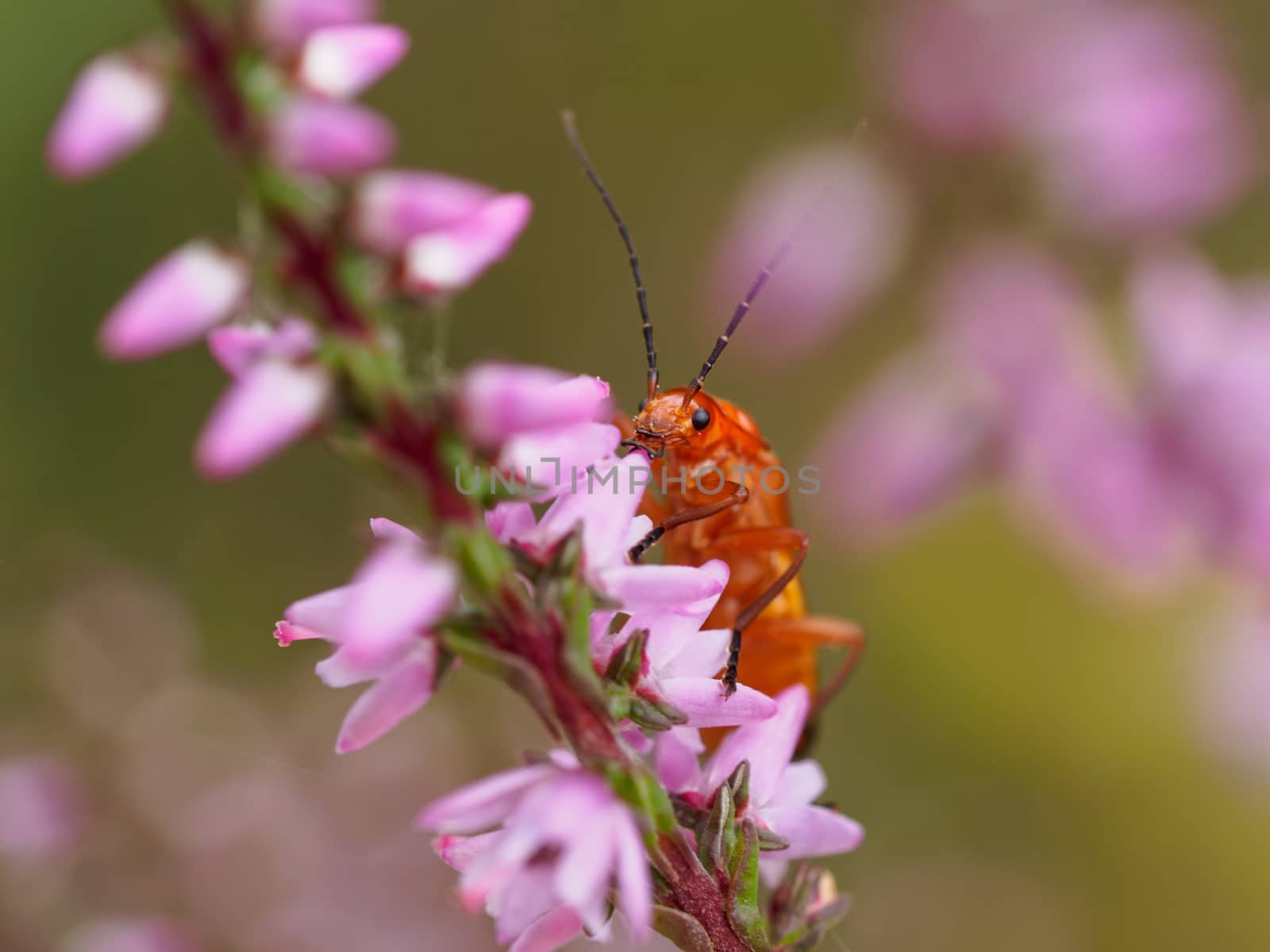 Extreme closeup of a tiny bright orange insect on heather