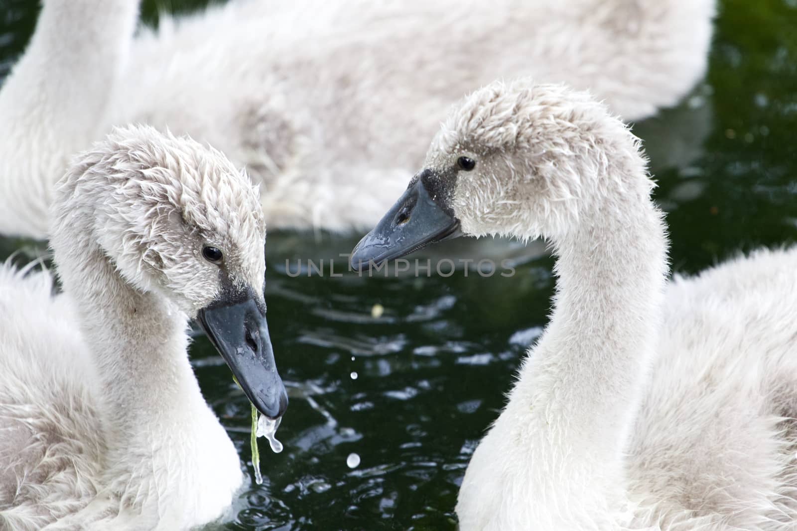 The close-up of two beautiful young swans by teo