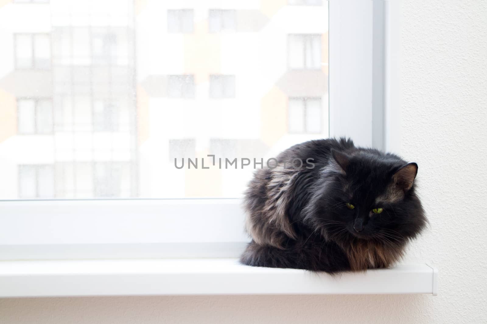 cat on the window in a new apartment house by max51288