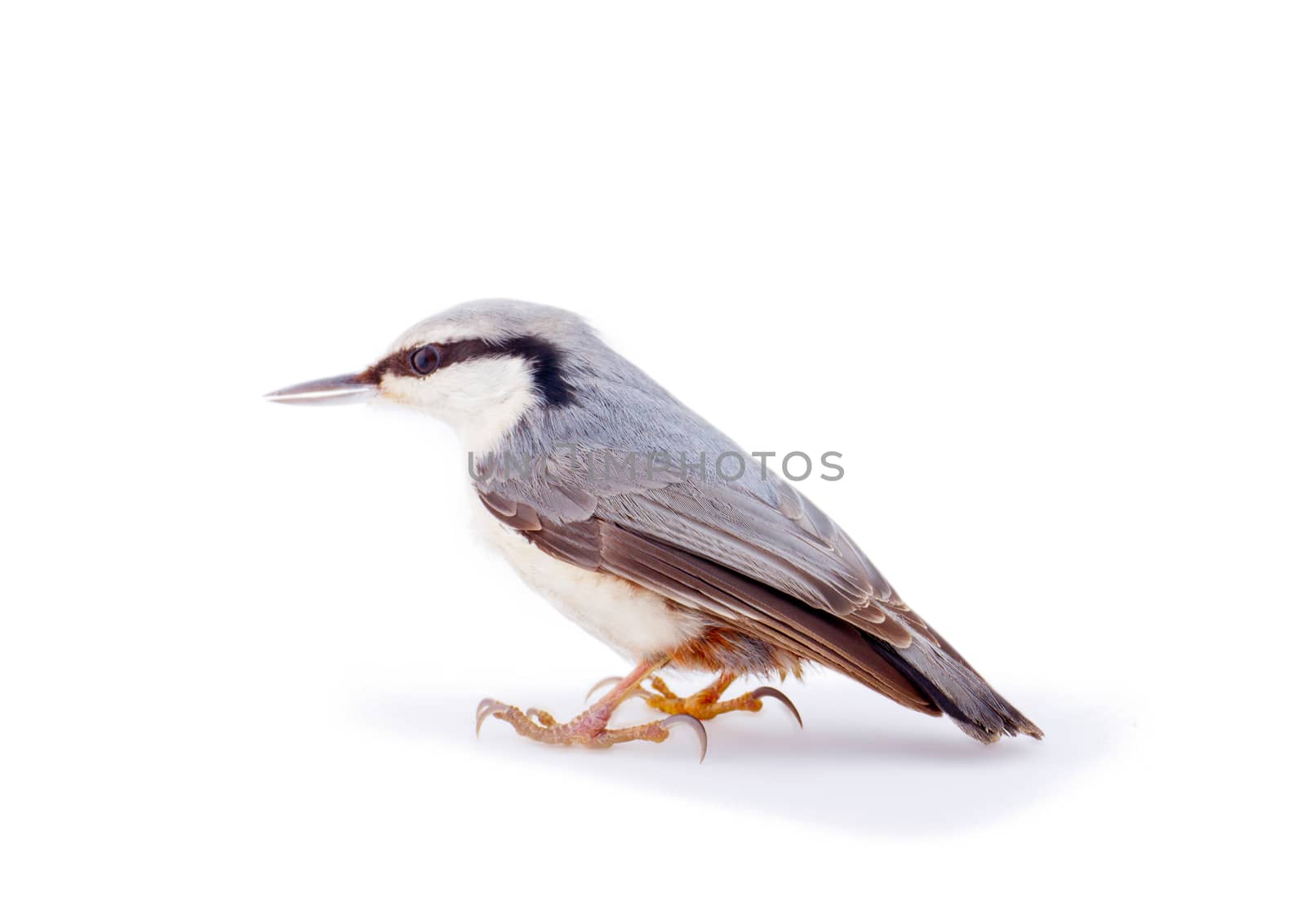  nuthatch Sitta europaea on a white background by max51288