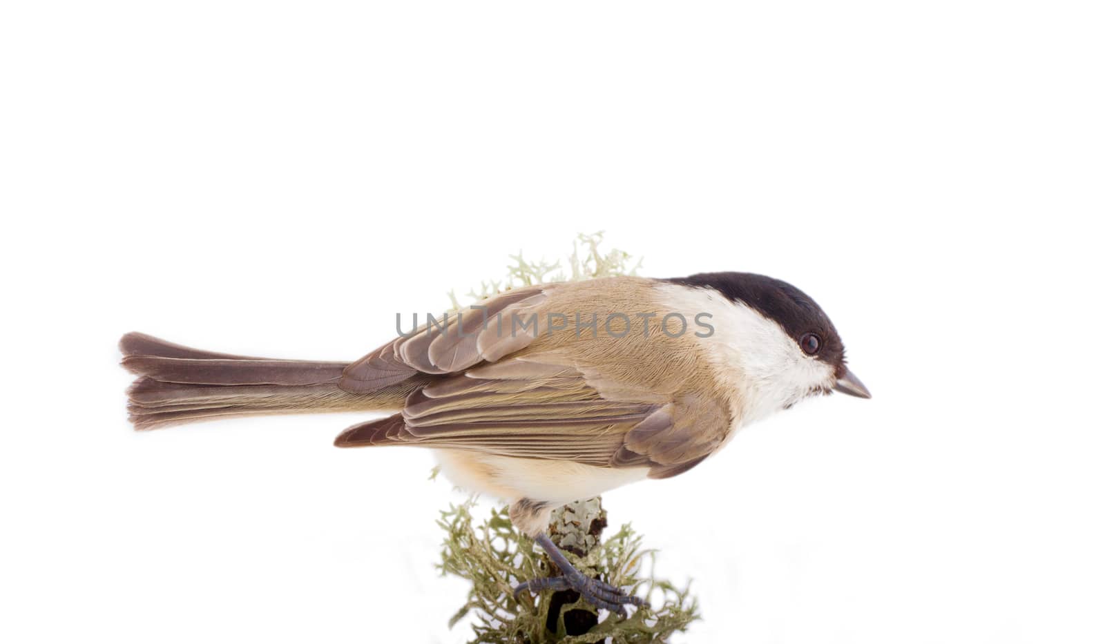 all known bird on branch isolated on white