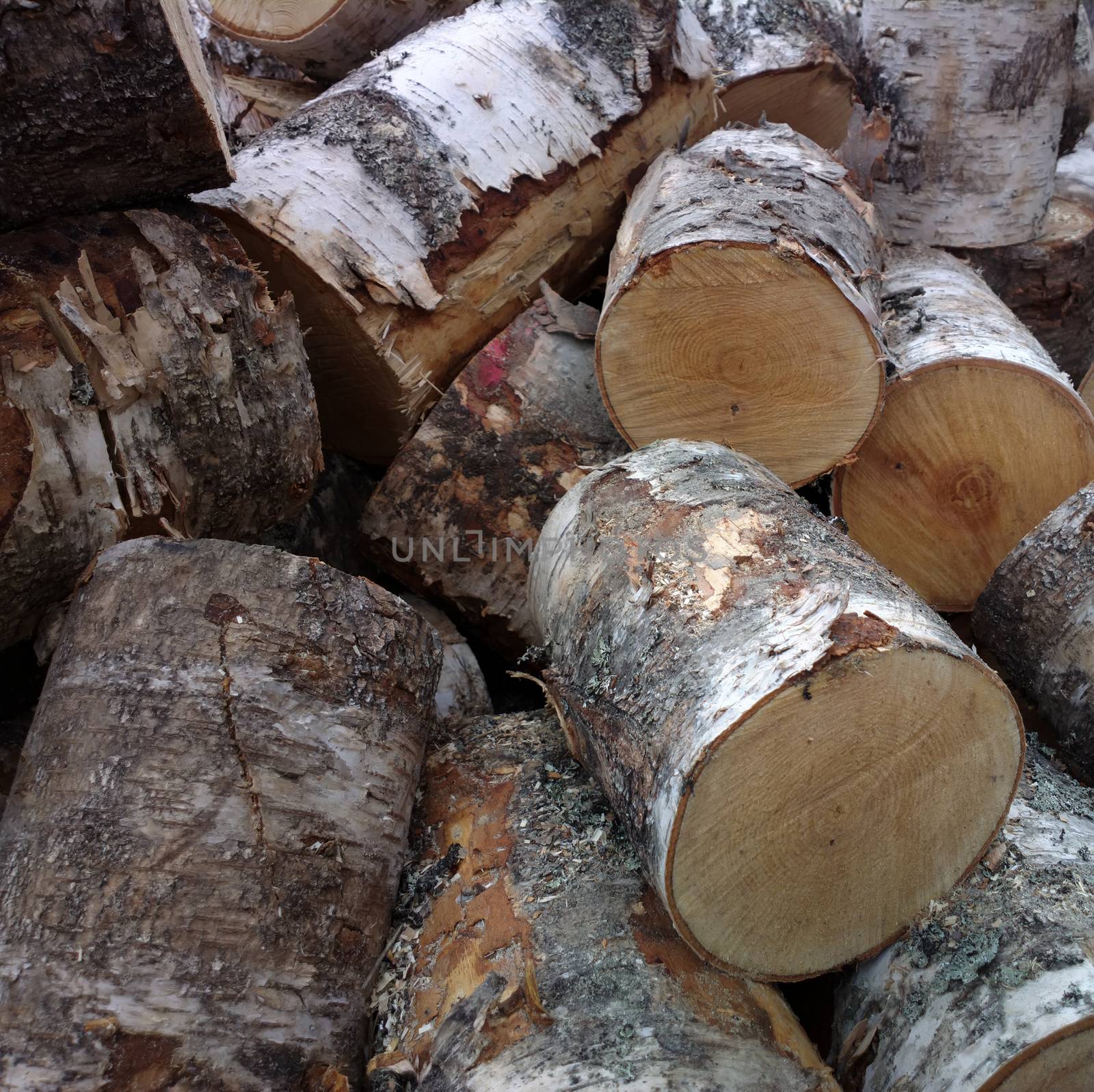 fuel birch firewood by max51288