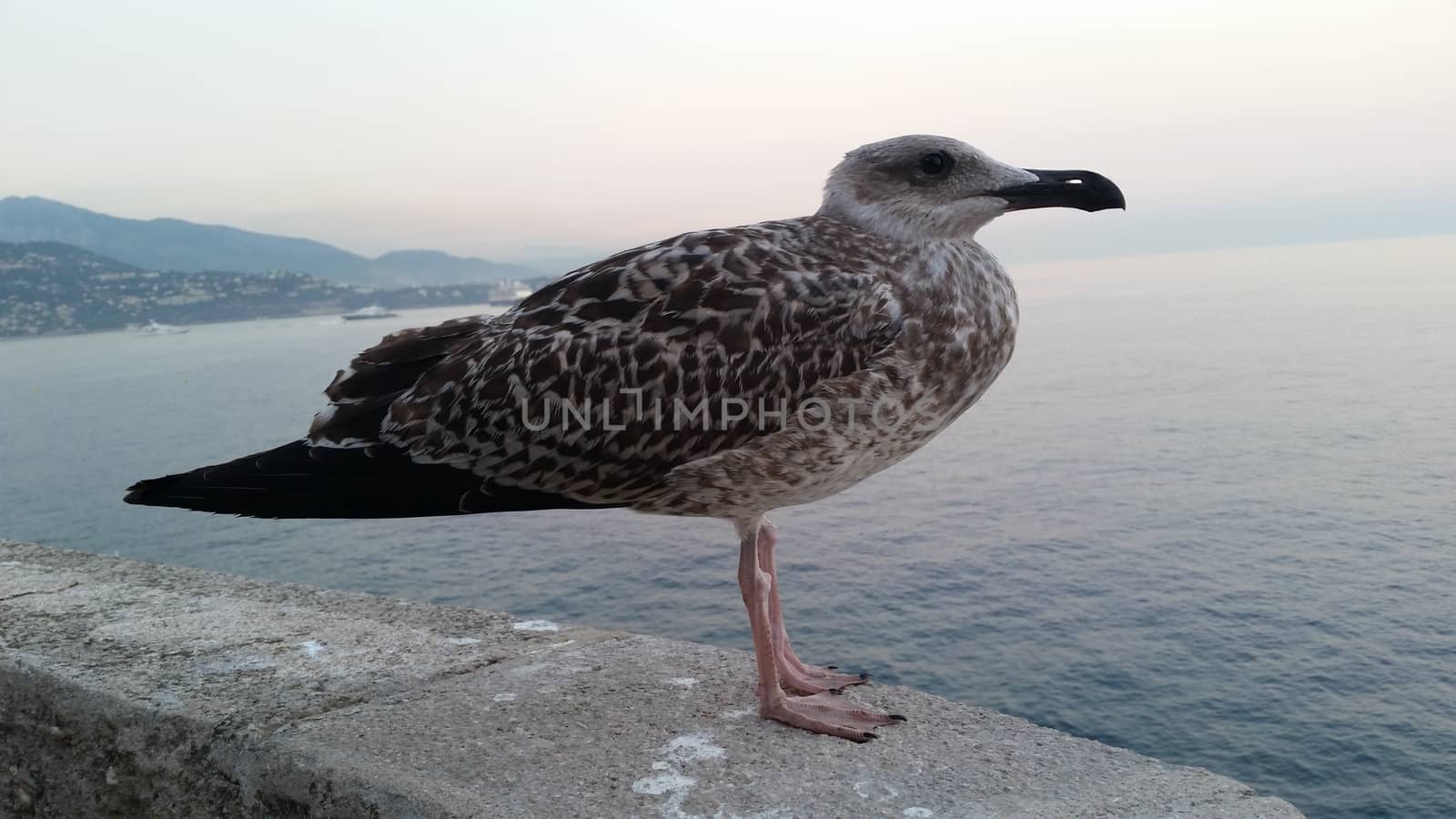 Beautiful Seagull on a wall in Monaco