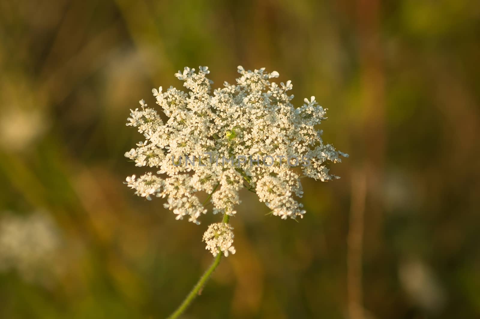 Queen Anne's Lace (Daucus carota) in the field.