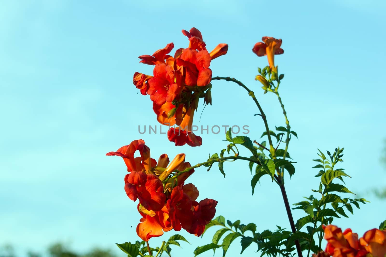 The trumpet flower (Campsis radicans), ivy flowers.