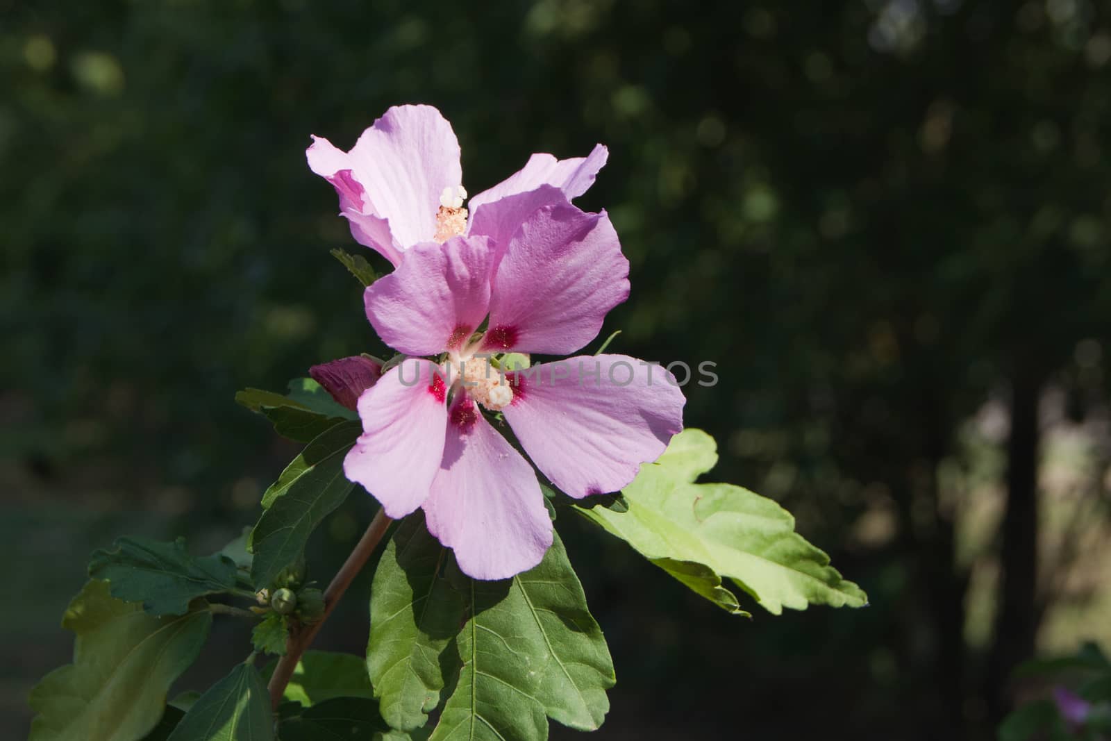 The bush mallow (Hibiscus syriacus) in the garden.