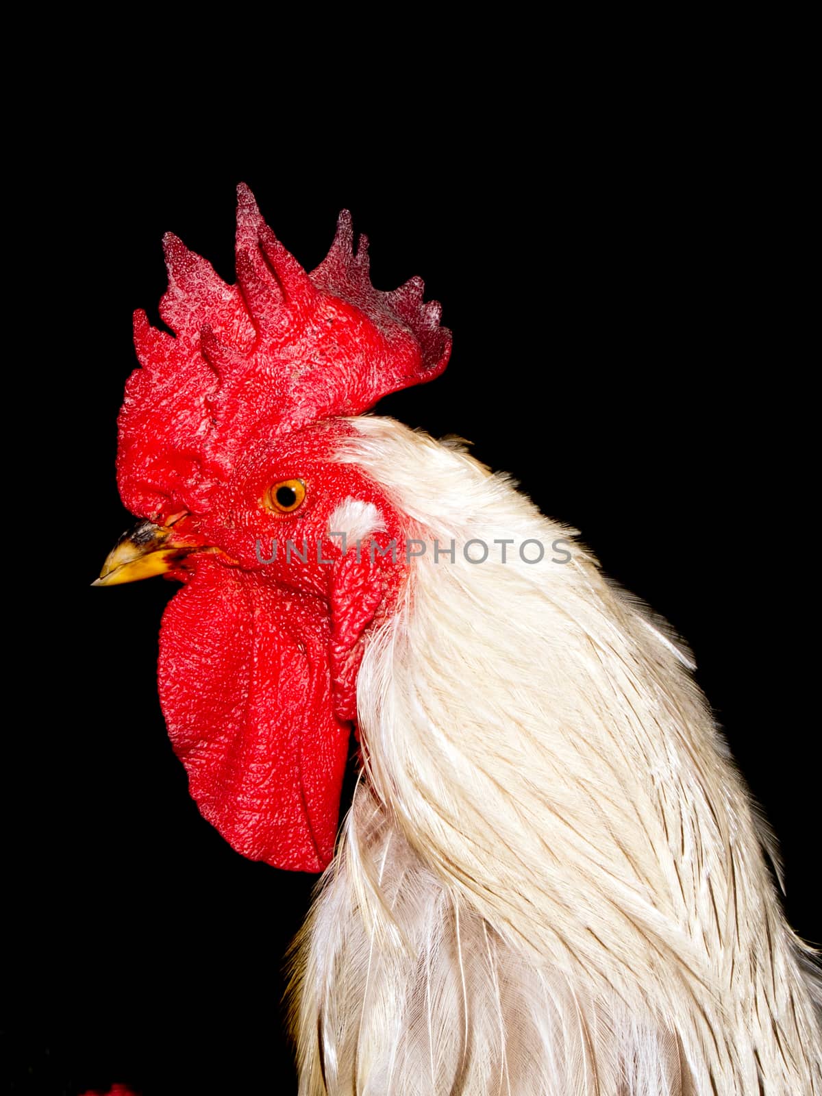 The big white cock ruler of the yard.