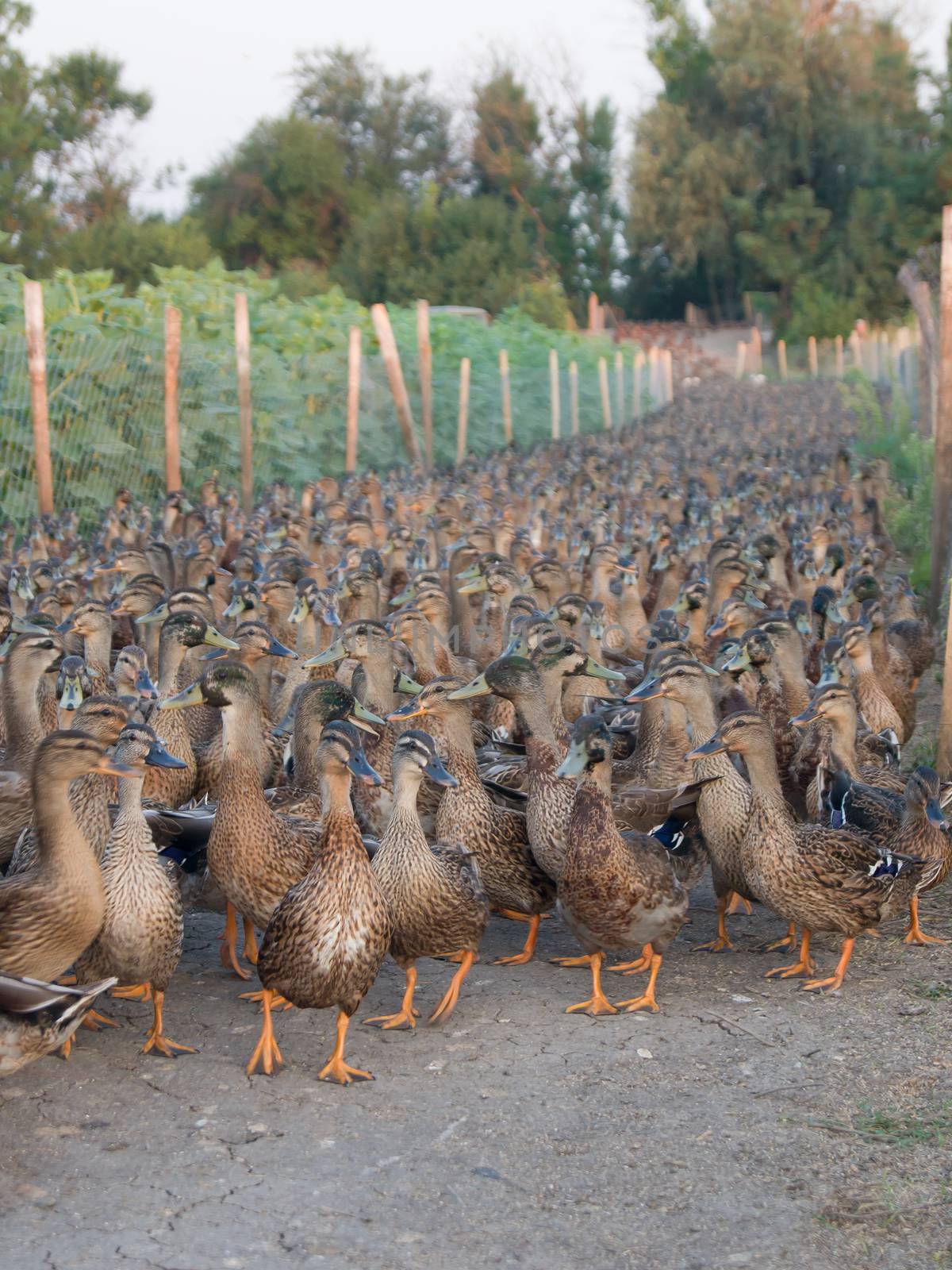 Mallard (Anas platyrhynchos) education in the wild.