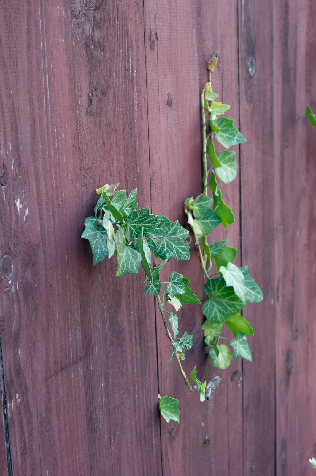 The ivy (Hedera helix) went through the fence.