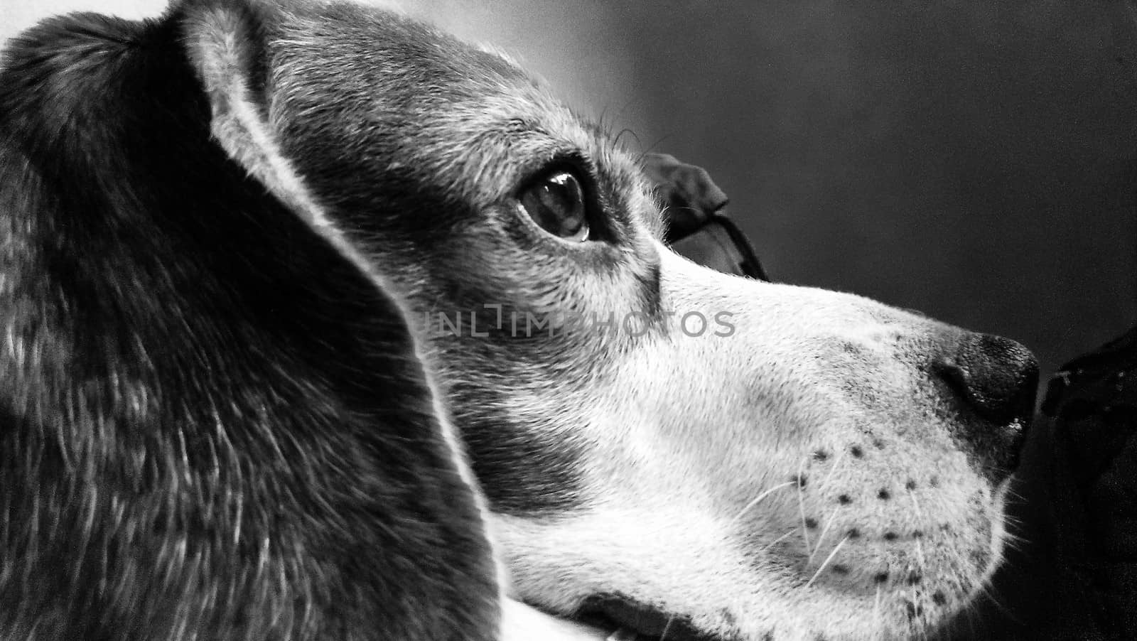 Photo representing a contemplative beagle