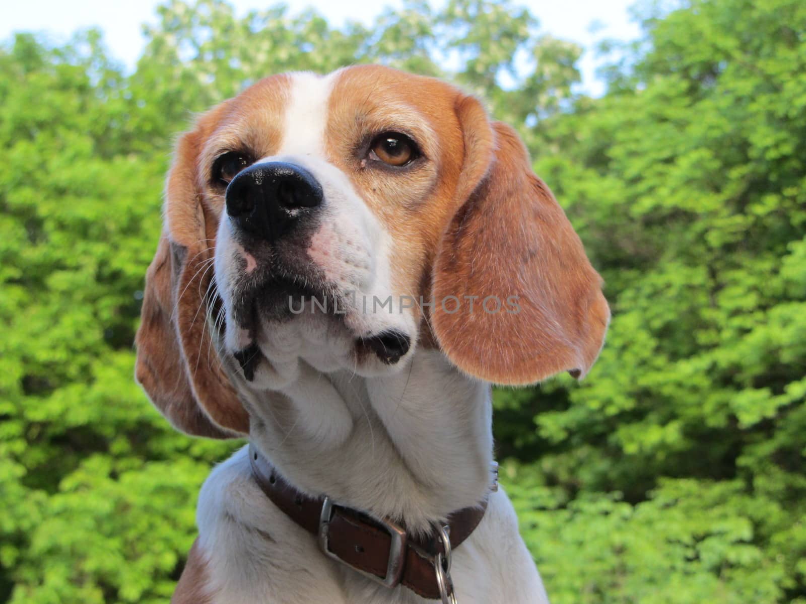 Photo representing an attentive beagle near a forest