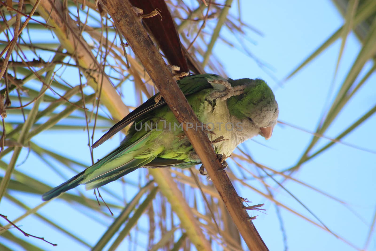 Beautiful Monk parakeet (Myiopsitta monachus) in a palm tree in Barcelona, Spain
