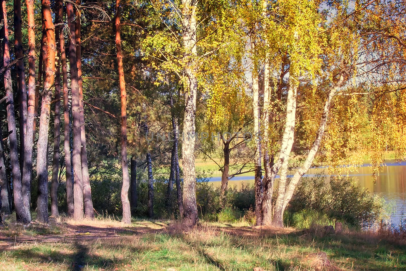 On the shore of a large lake with trees with yellow leaves. The crowns of trees reflected in the water.