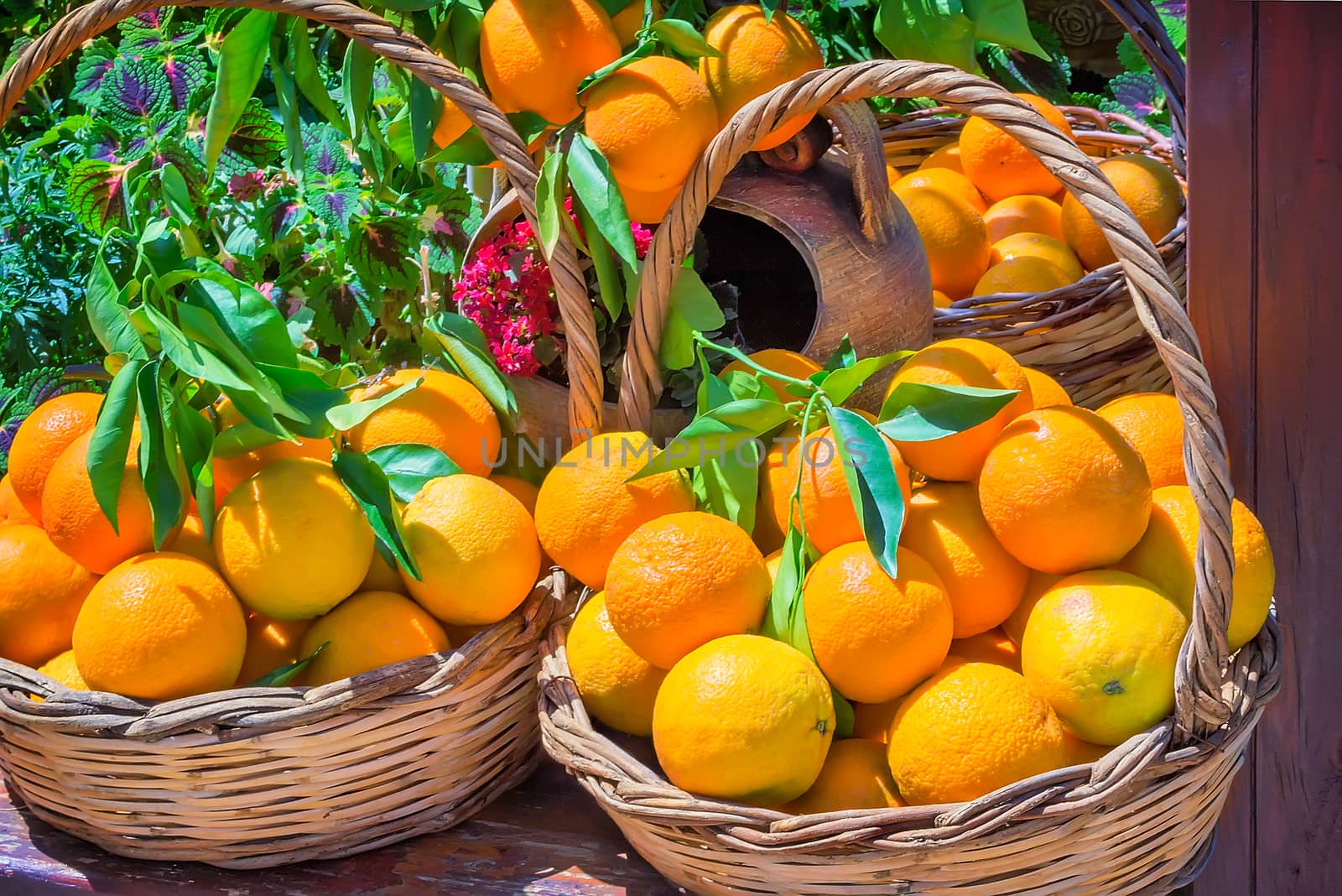 Wicker basket full of large ripe oranges, decorated with green branches and flowers. Presents closeup.