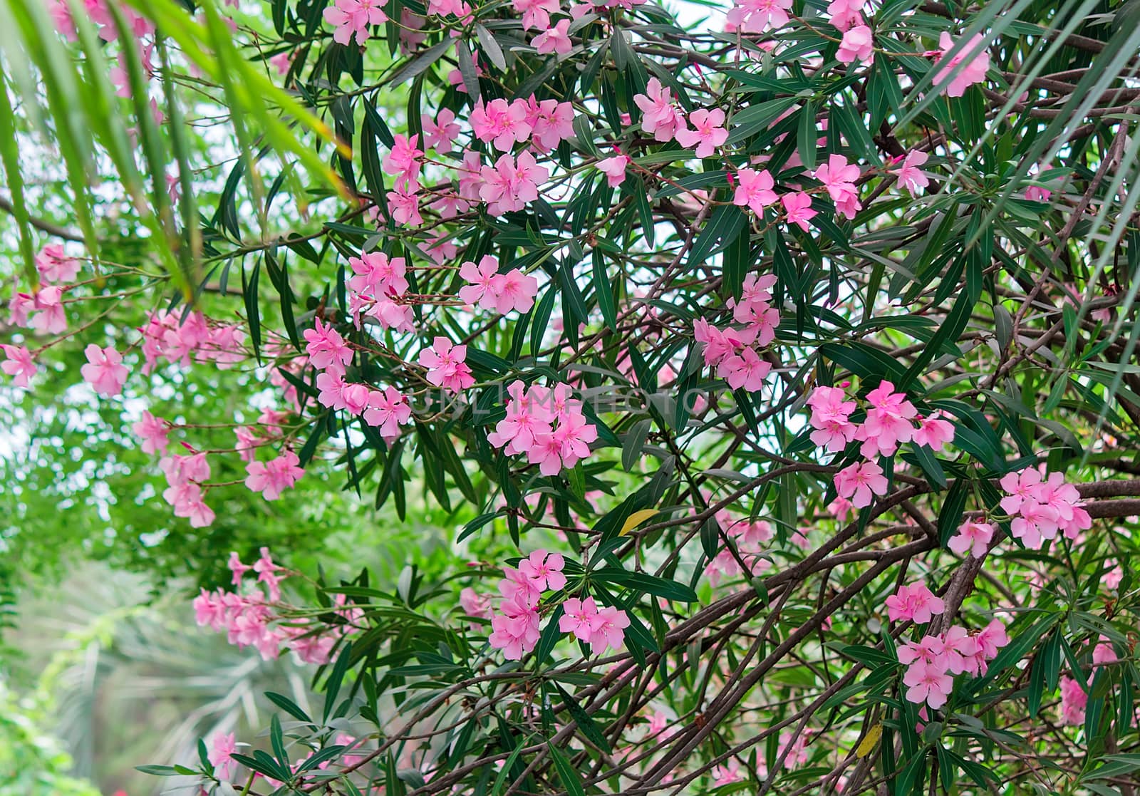 Blooming oleander with a large number of beautiful delicate pink flowers and green leaves lit by the sun.