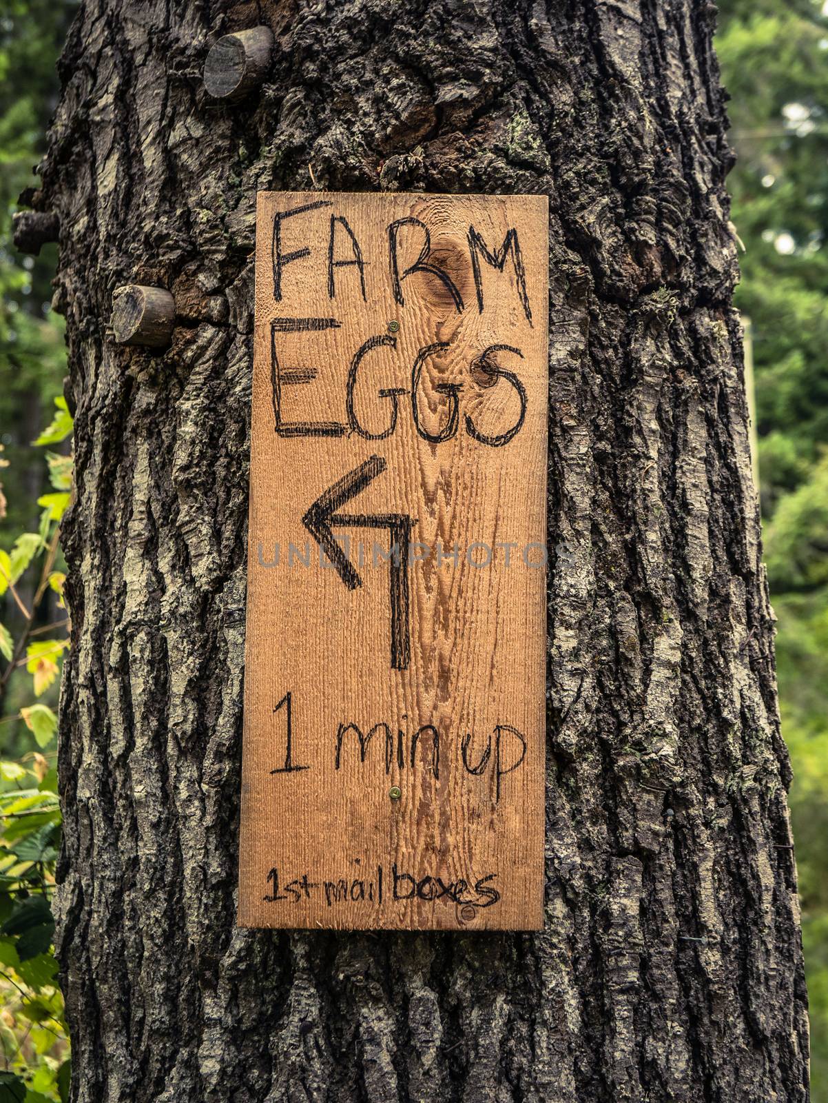 Rustic Sign For Farm Eggs On A Tree In The Countryside