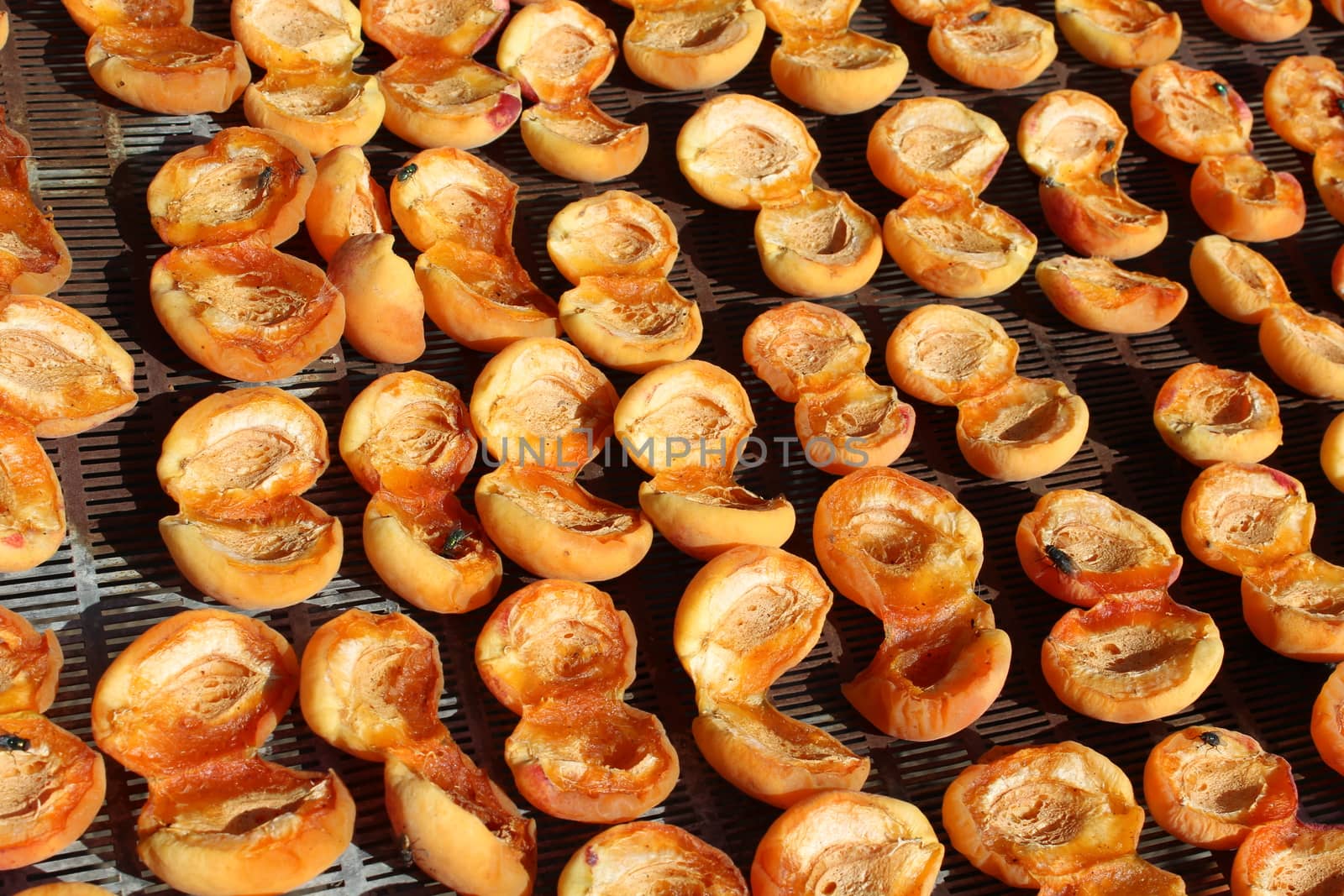 Drying apricots by nurjan100