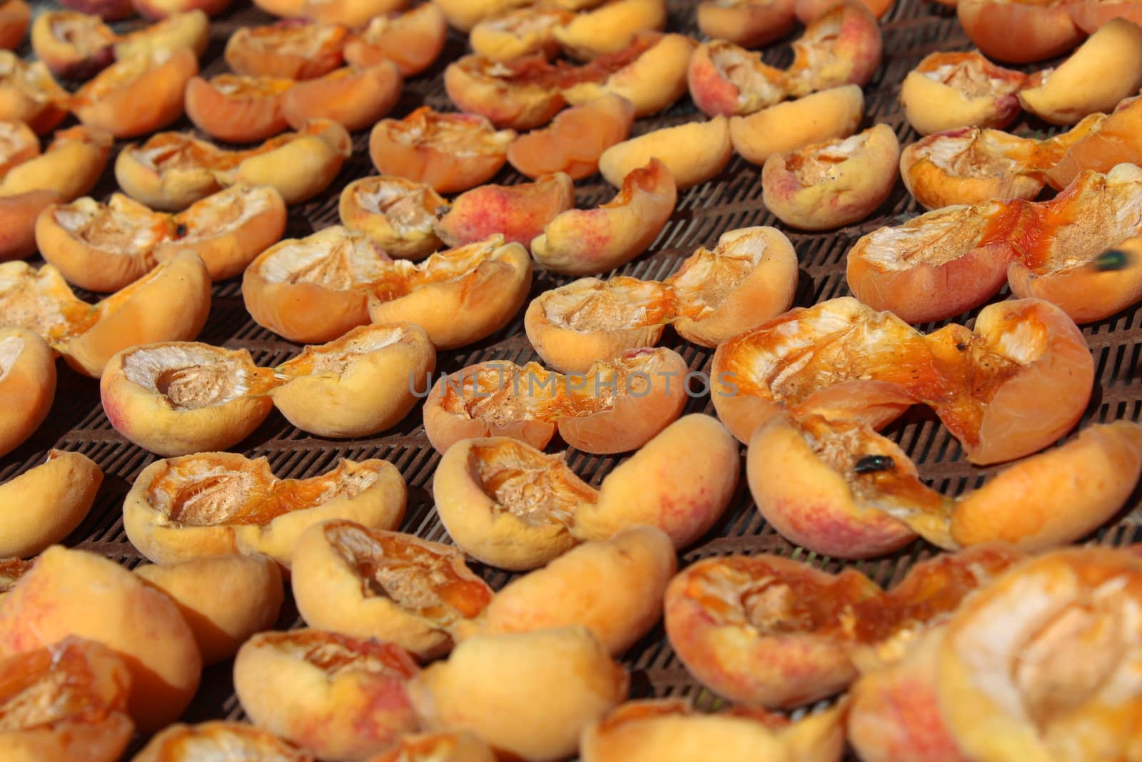Drying apricots in direct sunlight in a rural environment.