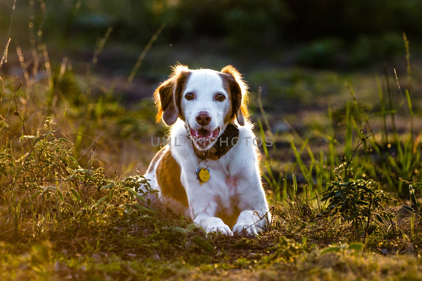 Brittany Spaniel laying in front of the setting sun.