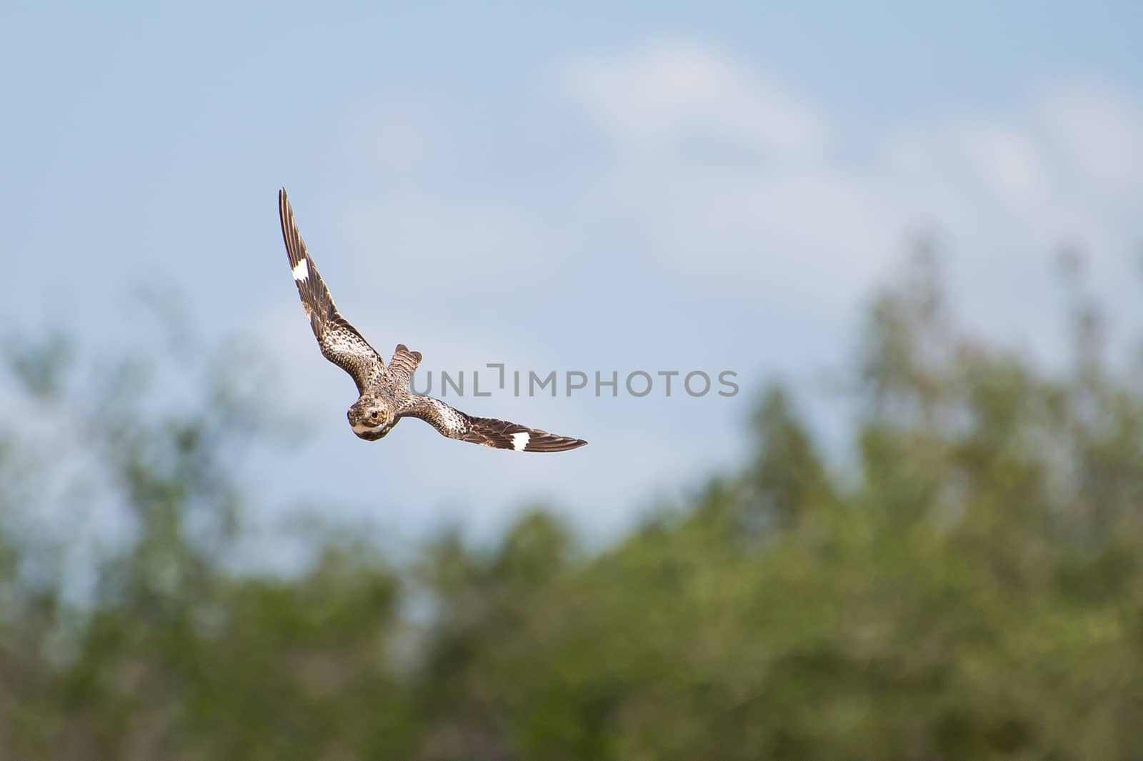 Nighthawk bird swooping down with trees and sky in the background