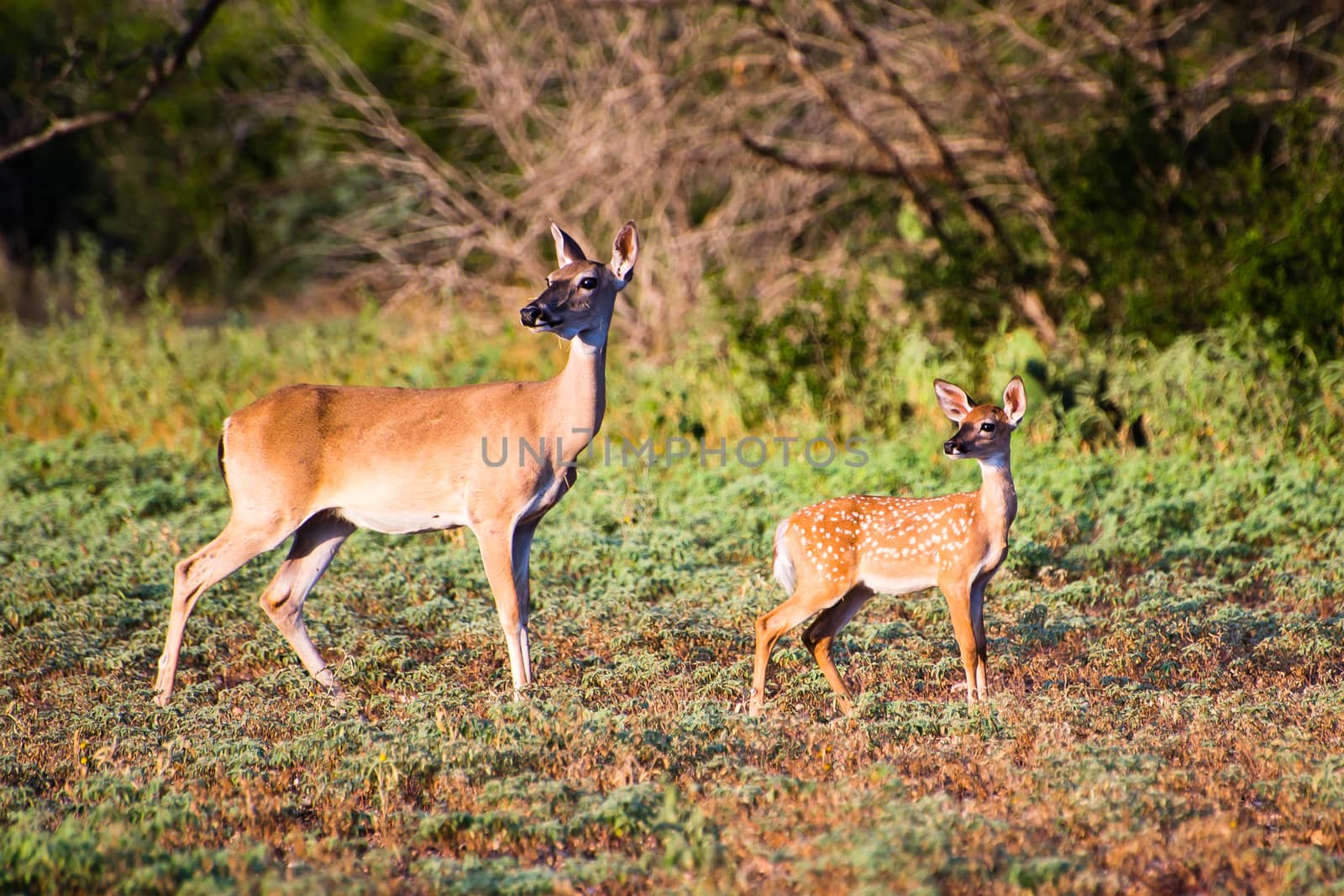 Mother doe and fawn whitetail deer on alert.