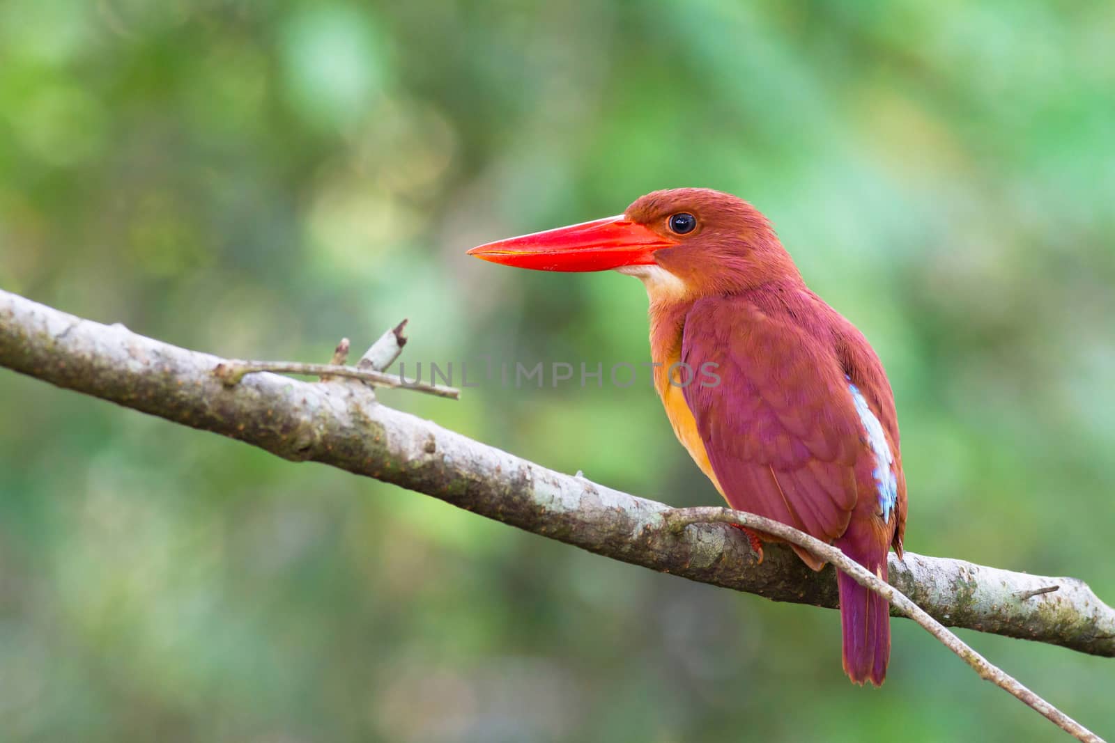 Ruddy Kingfisher on perch