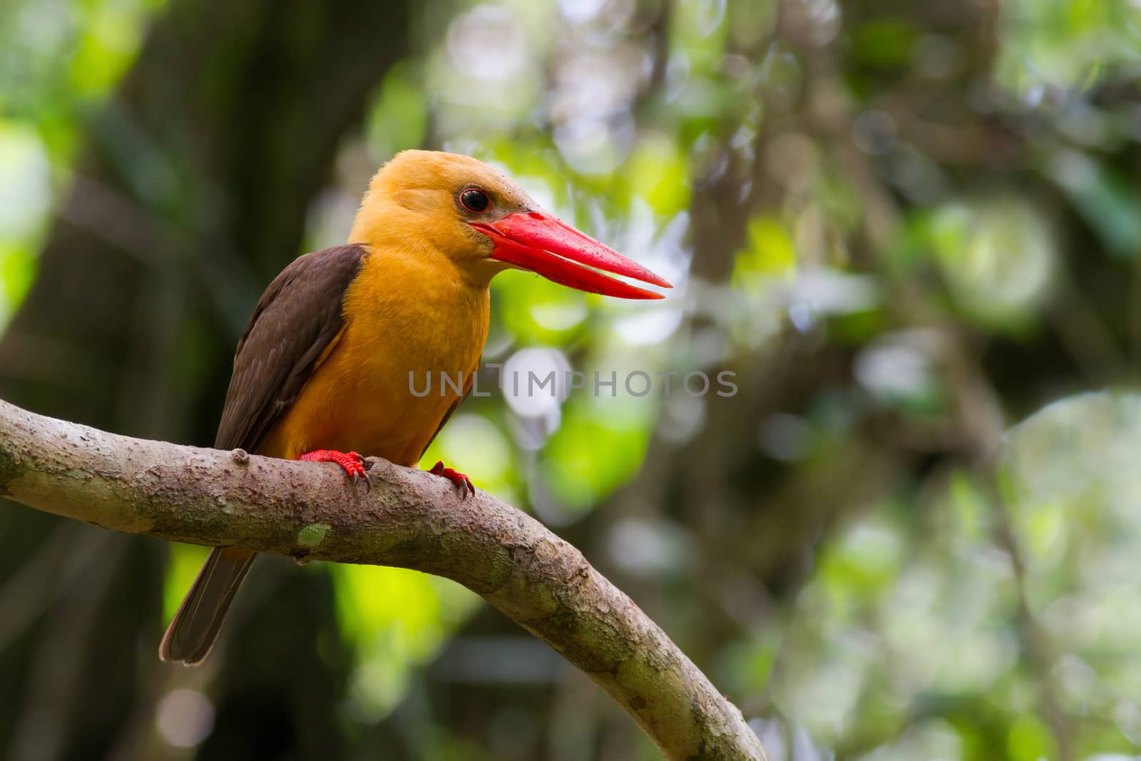 Brown-winged Kingfisher on perch
