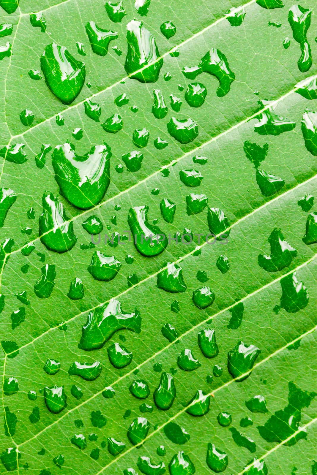 Water drops on green leaf macro background by nopparats