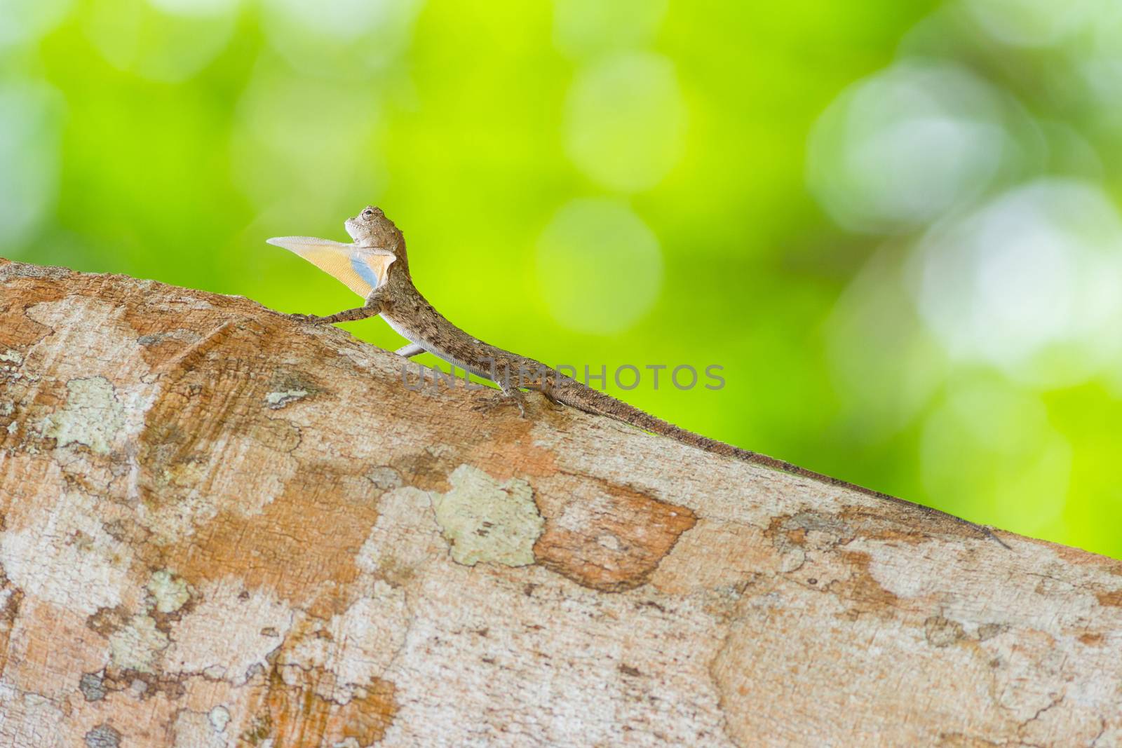 Spotted Flying Dragon on tree, Found in South Thailand