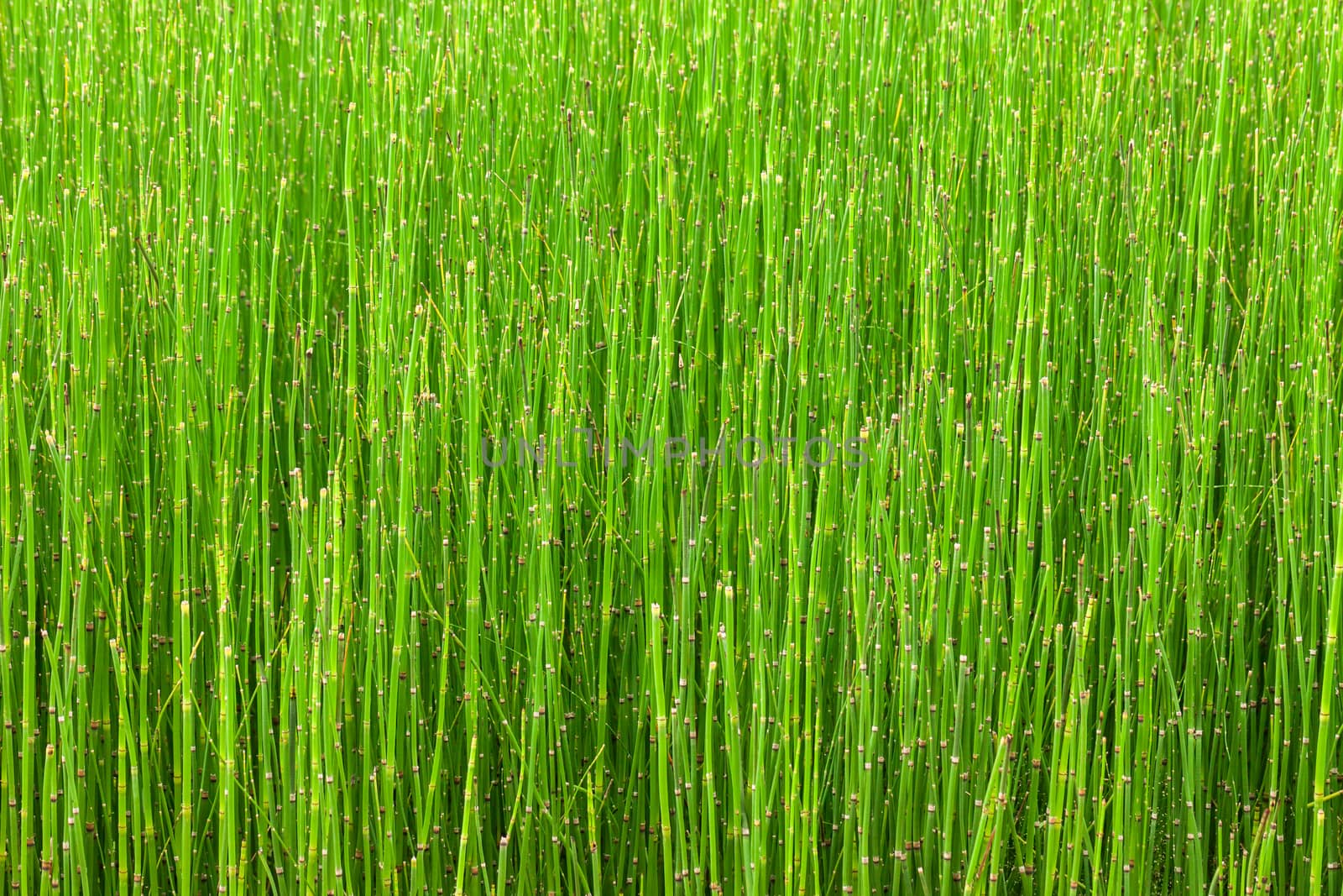 abstract line of little green plant background.