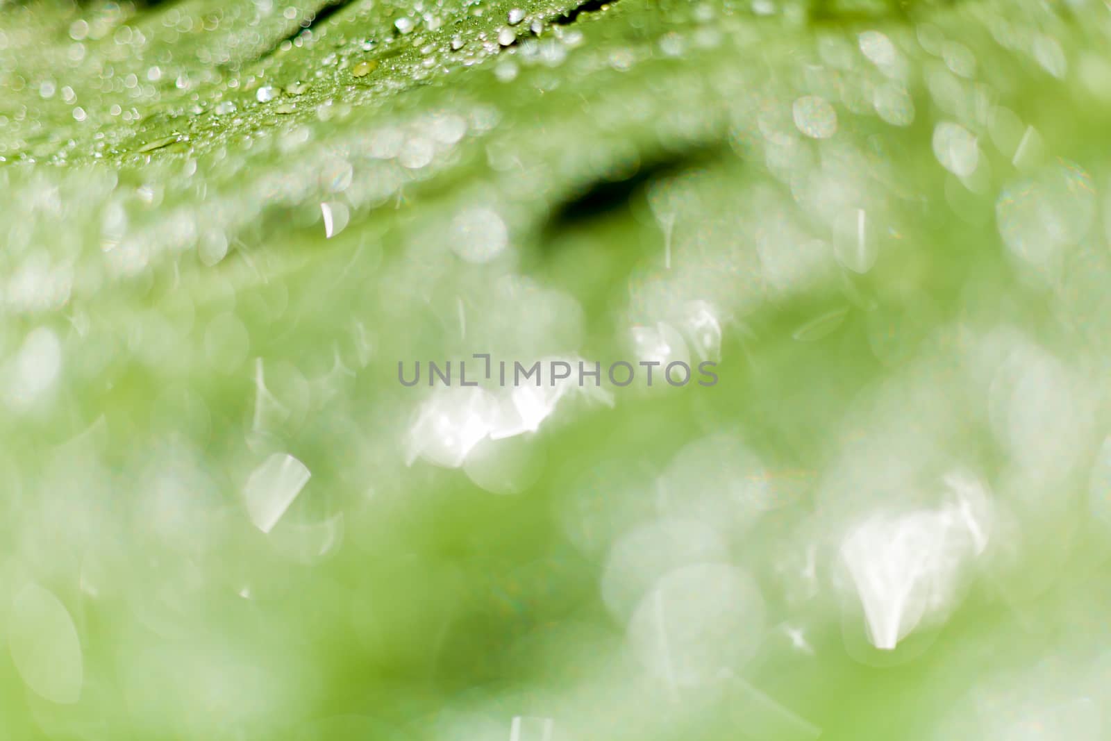 Beautiful bokeh  background - Water drops on the green banana leaf.