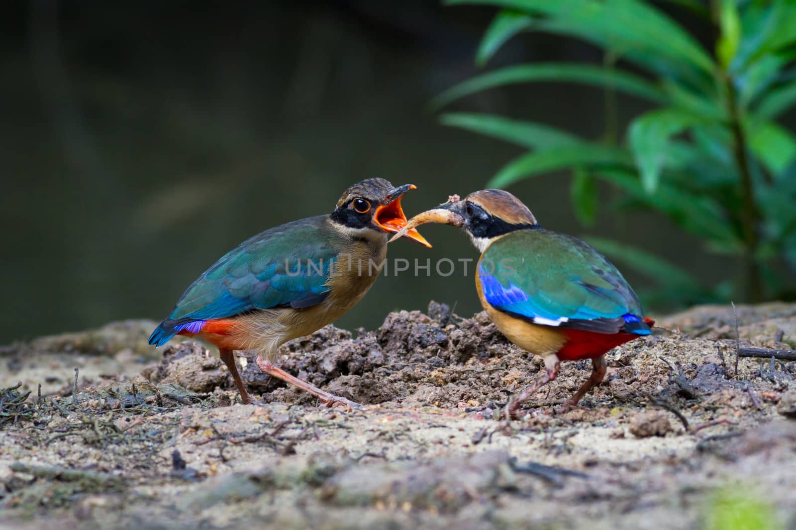 Mangrove Pitta feeding juvenile.