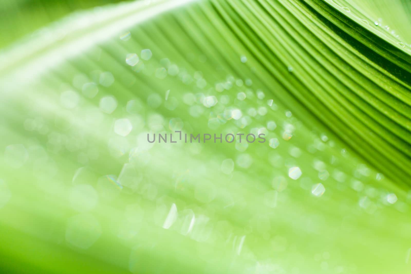 Beautiful bokeh  background - Water drops on the green banana leaf.