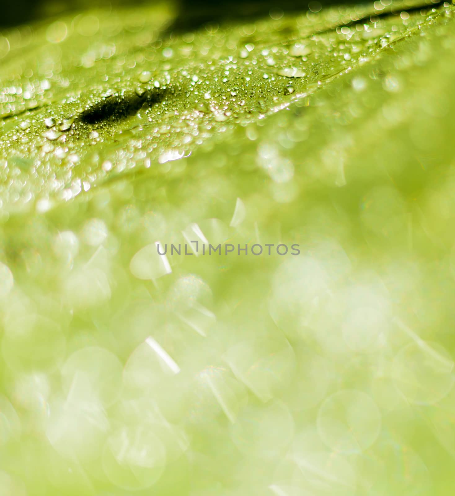 Beautiful bokeh  background - Water drops on the green banana leaf.