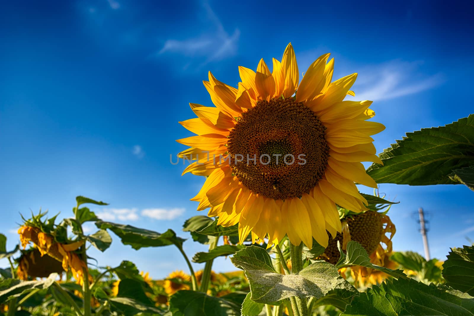 blooming sunflowers on a background sunset