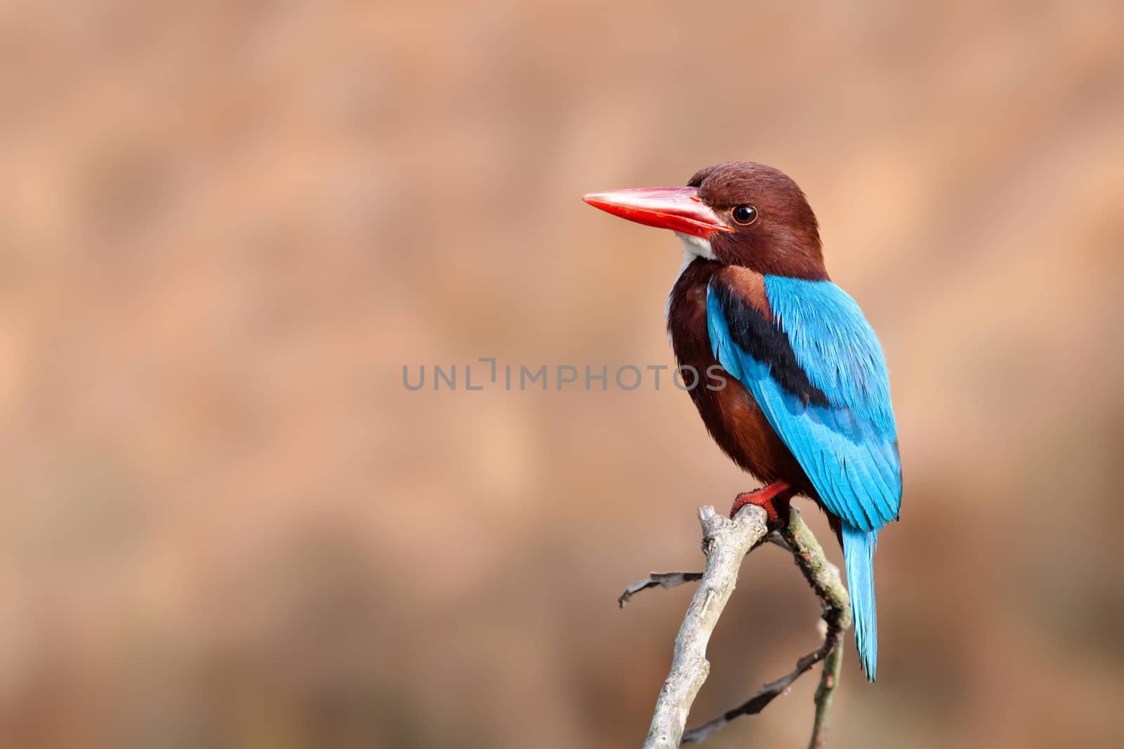 White-throated Kingfisher on branch.