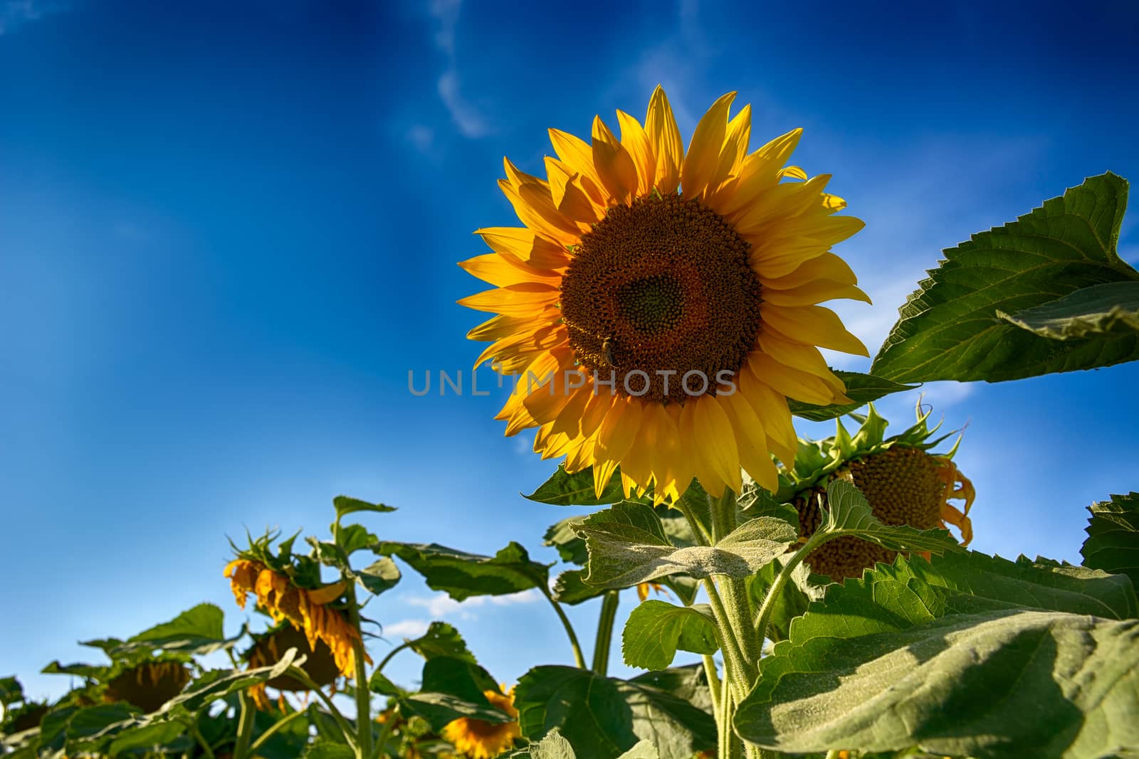 blooming sunflowers on a background sunset by constantinhurghea