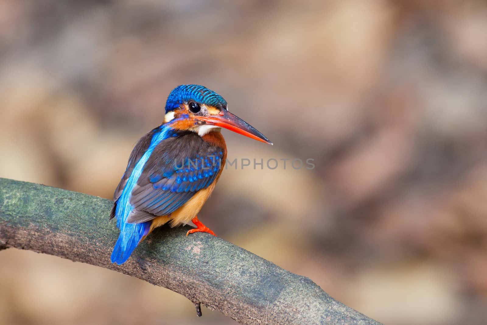 Blue-eared kingfisher(Female) on branch.