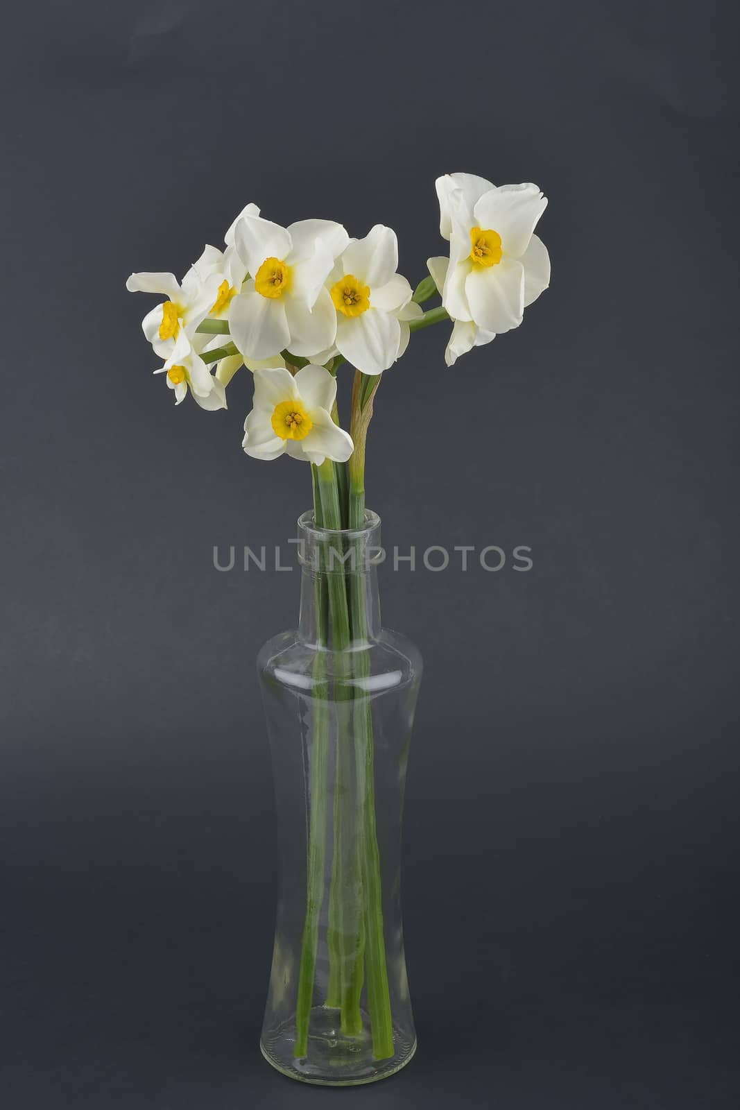 Daffodil flower by constantinhurghea