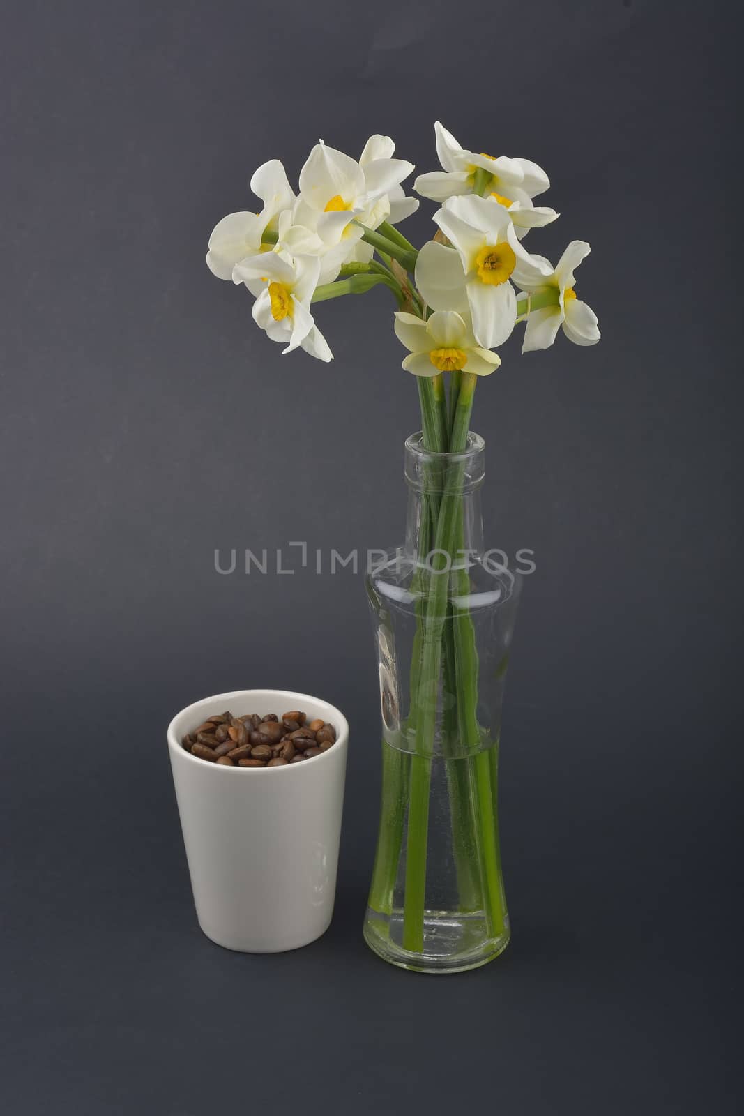 Daffodil flower by constantinhurghea