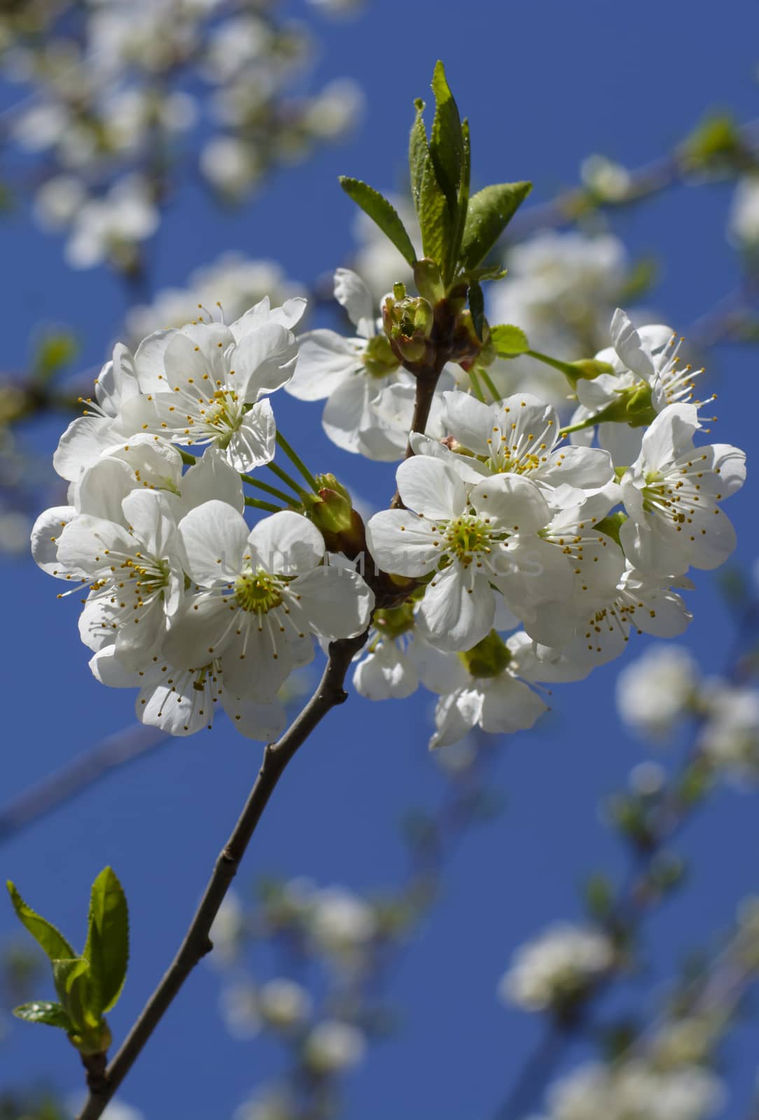 Spring Cherry blossoms, pink flowers. by constantinhurghea