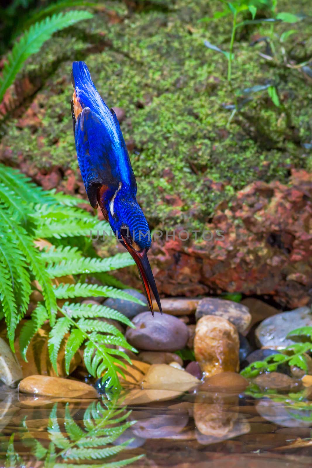 Blue-eared Kingfisher Catching Fish.