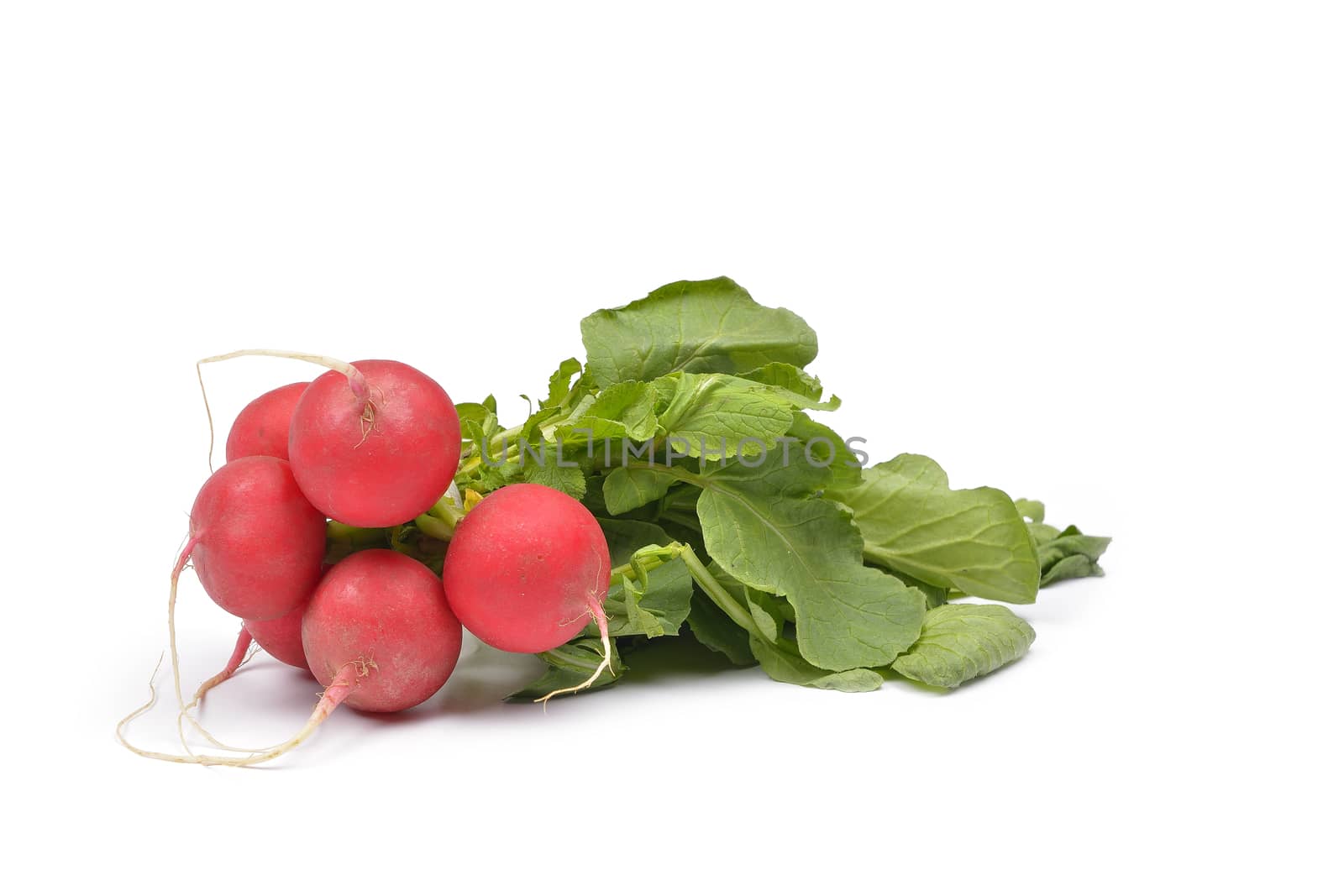 vegetables on a white background