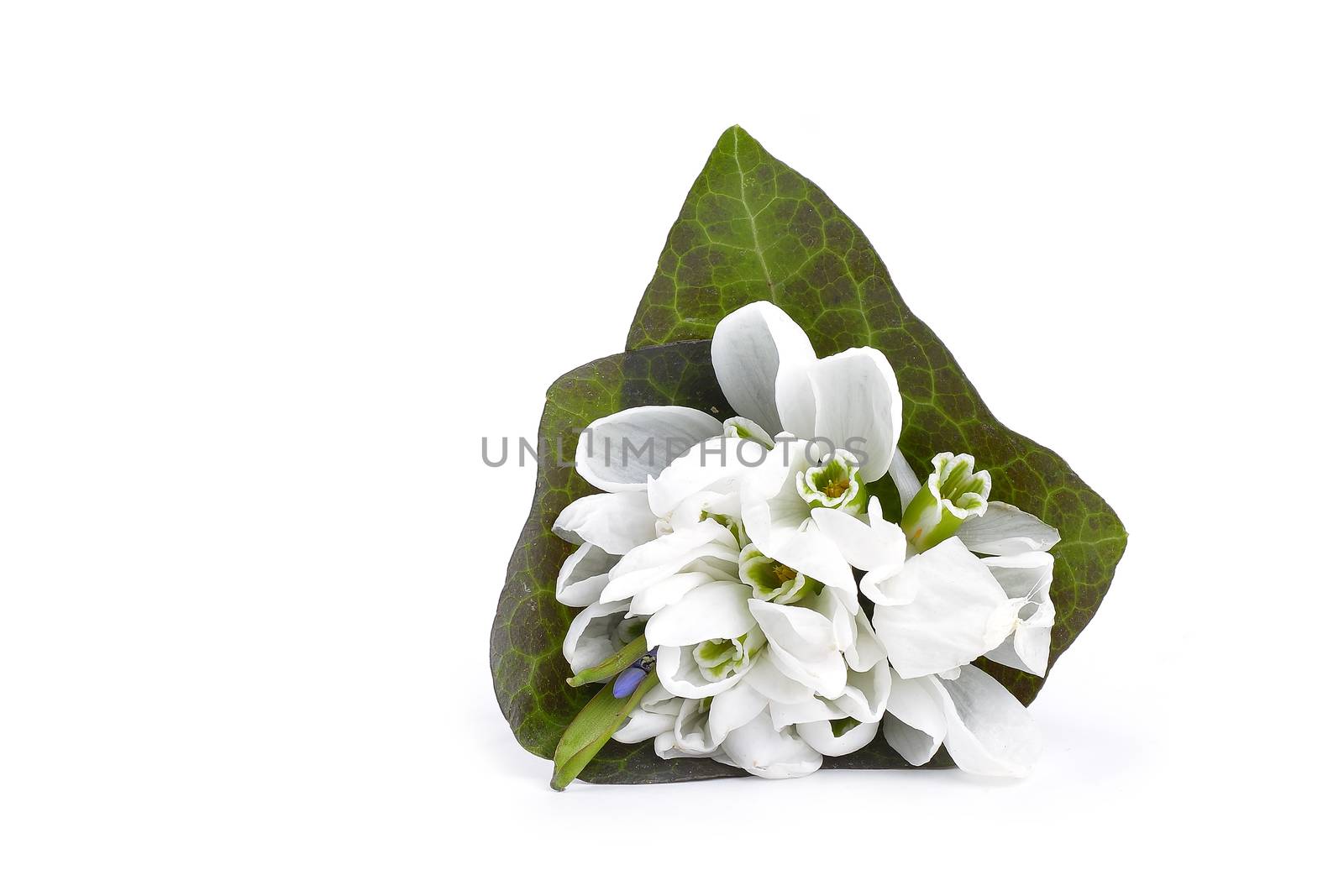 snowdrops bunch on wooden background