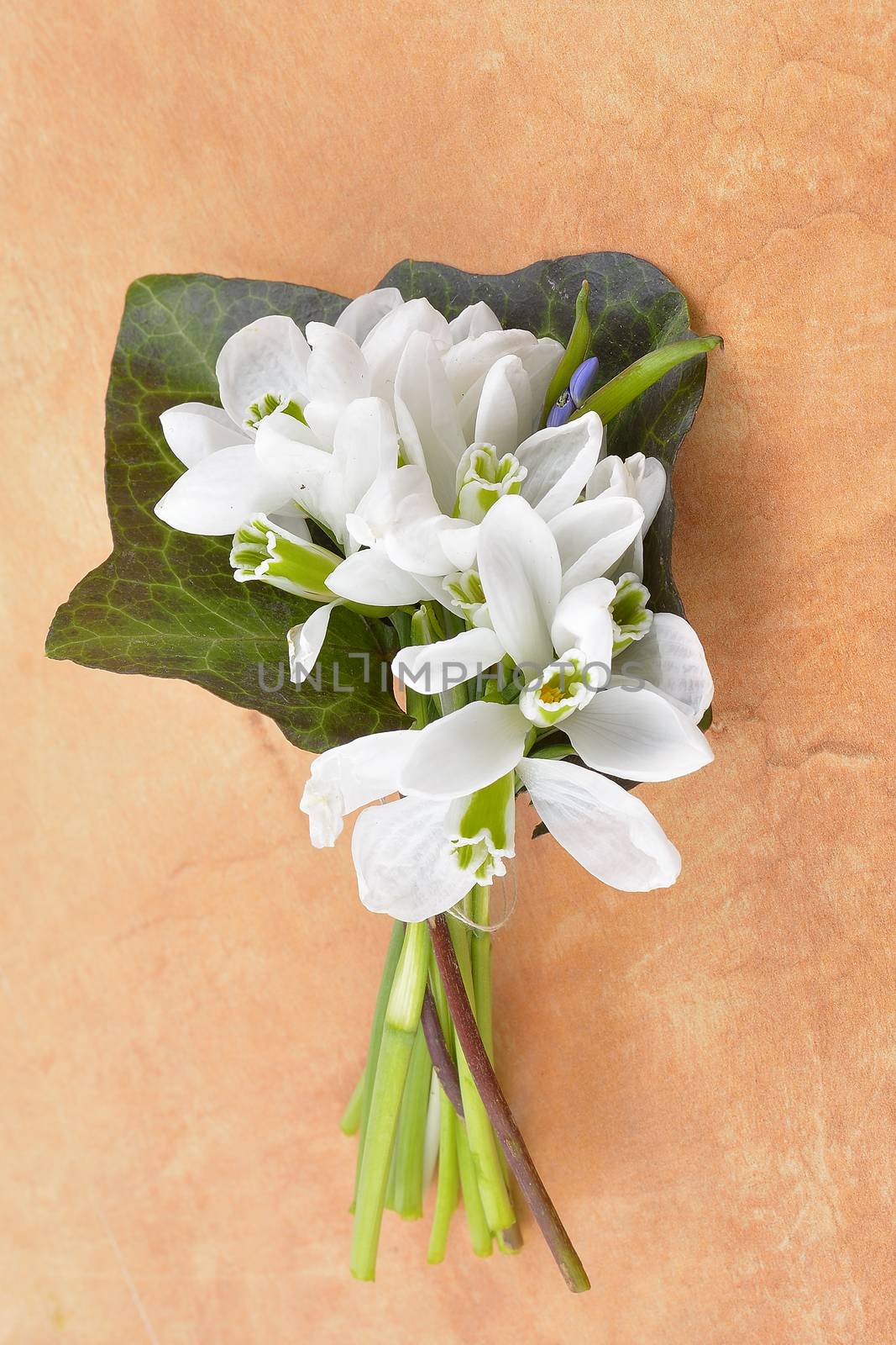 snowdrops bunch on wooden background by constantinhurghea