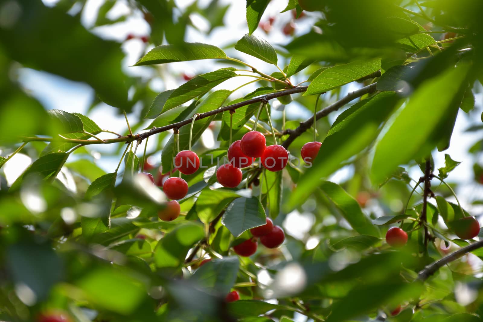 Cherry. Cherry tree in the sunny garden. by constantinhurghea